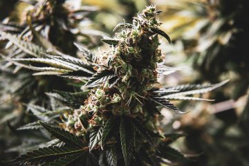 Cannabis e lavoro negli Stati Uniti