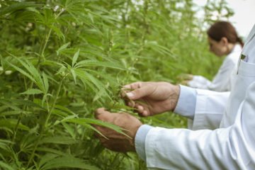 cannabis-vs-covid-19
