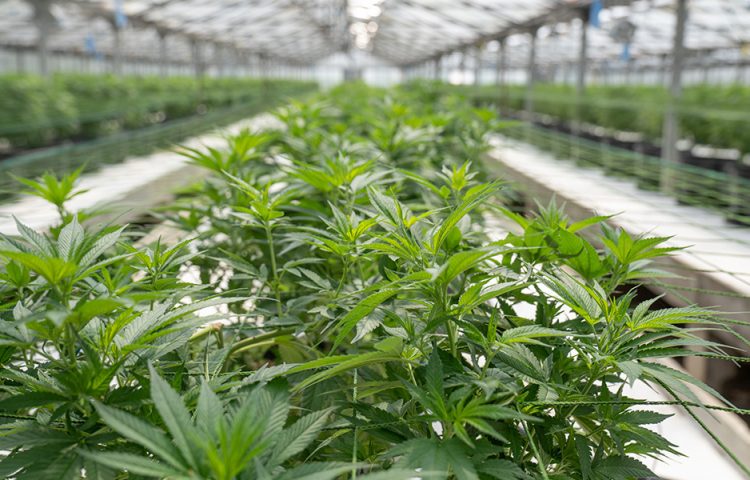Gli effetti positivi del CBD sul diabete